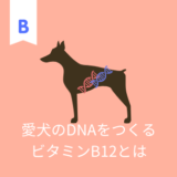 愛犬のDNAを作るビタミンB12とは