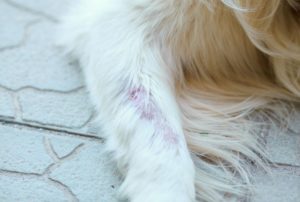 犬にビオチンを与えて皮膚炎予防 欠乏症やおすすめのサプリ チワワごはん