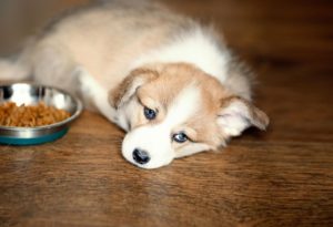 犬がドッグフードを食べない時の対策４つ 最終手段は手作り食 チワワごはん