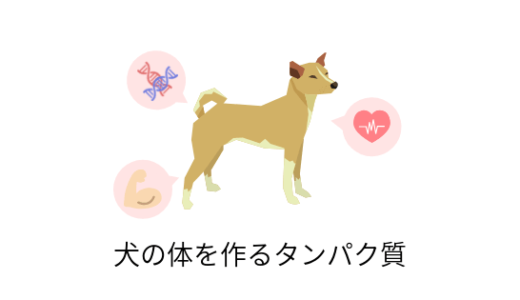 愛犬の体を作るタンパク質