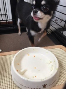 ごはんを完食する犬