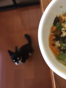 ごはんをみる犬