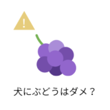 犬にぶどうはだめ?