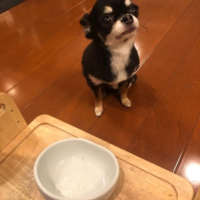 鹿肉チャーハンを完食した犬