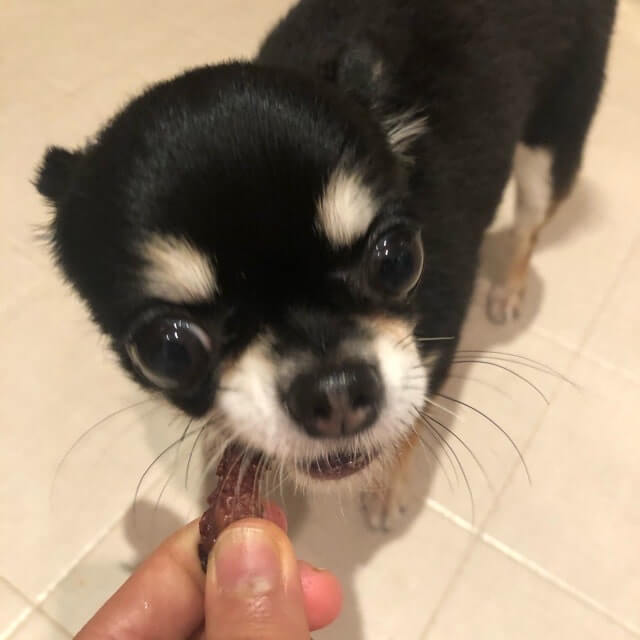 いのししジャーキーを食べる犬