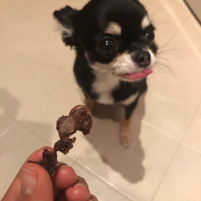 いのししジャーキーを食べたがる犬