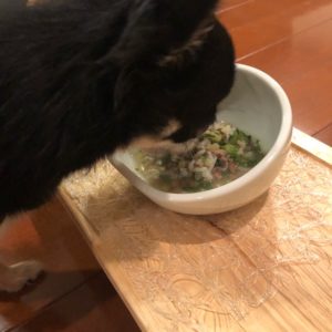 鹿肉ウェットフードを食べる犬