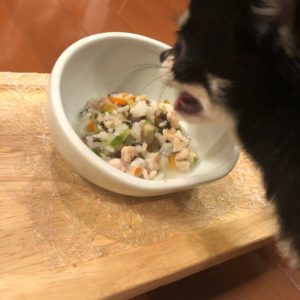 手作りごはんを食べる犬
