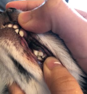 歯石をとった後の犬