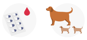 抗凝固剤を飲んでいる犬と妊娠している犬と子犬