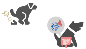 活性を失った乳酸菌は犬の炎症をおさえたり、うんちの臭さを軽減させる