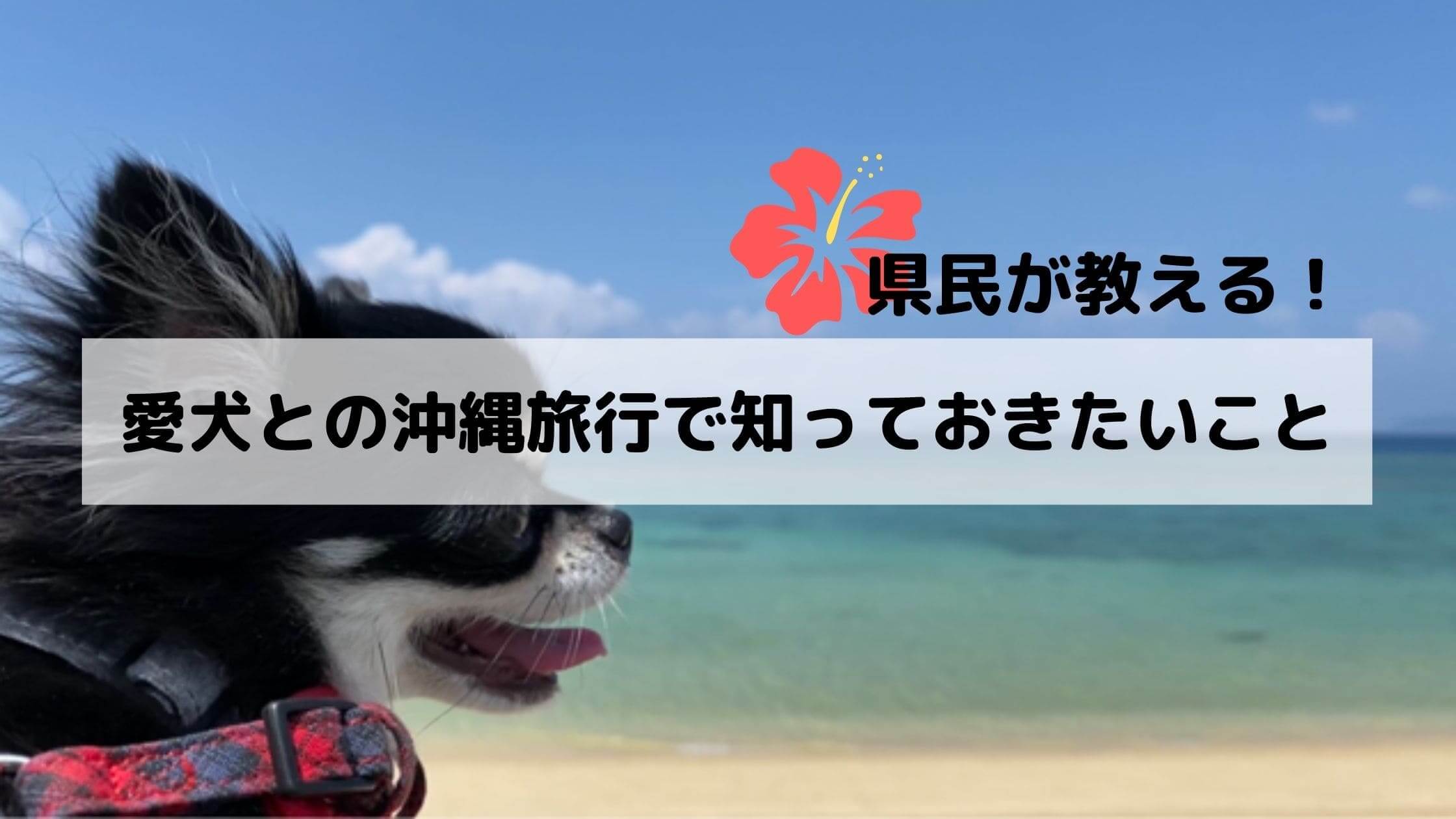 【県民がおしえる】愛犬と飛行機で沖縄旅行にいくときに知っておきたいこと