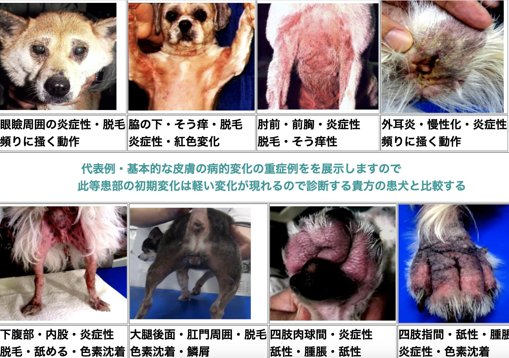 愛犬のアレルギー予防ならハウスダスト対策から チワワごはん