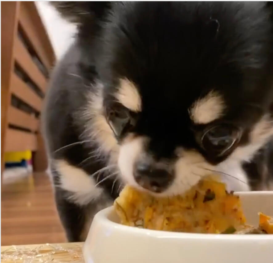 犬用チヂミを食べる犬