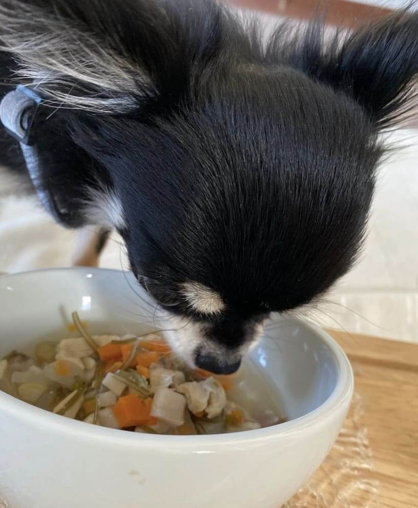 老犬の手作りごはんのつくりかた 食いつきアップレシピつき チワワごはん
