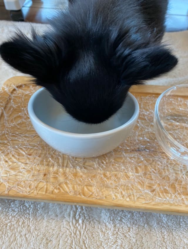 手作りレトルトごはんを食べ終わって皿をみつめる犬