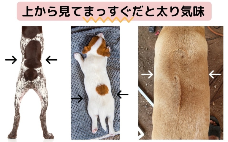 うちの犬は太りすぎ？画像でわかる肥満の見分け方 | チワワごはん