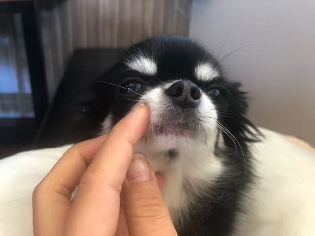 犬の鼻や口の近くを触る練習