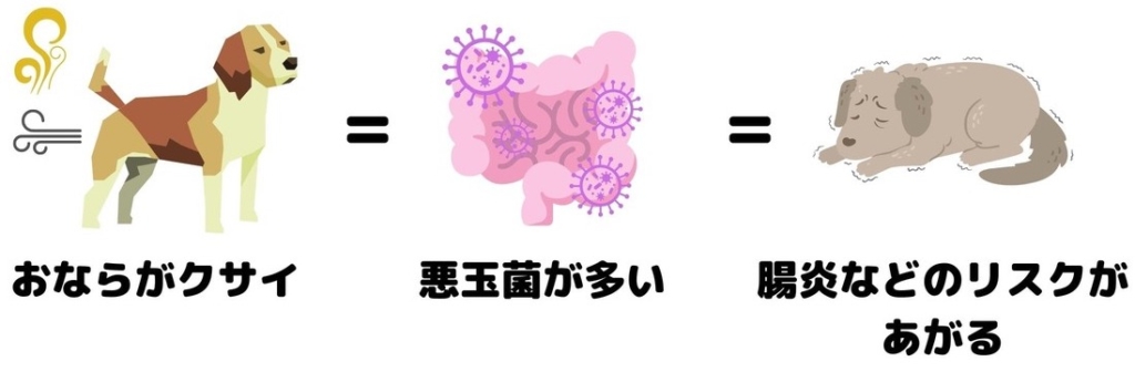 愛犬のおならが臭いのは 腸内環境が悪いせいかも チワワごはん