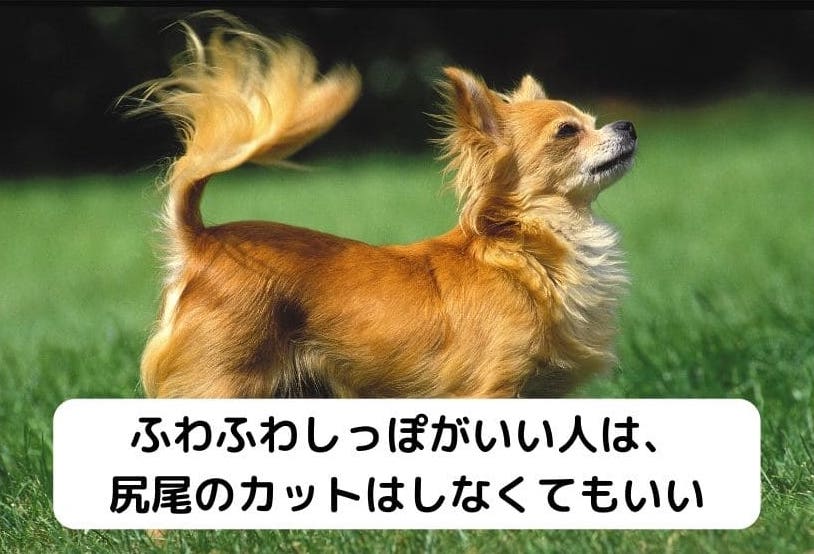 ふわふわの尻尾のチワワ