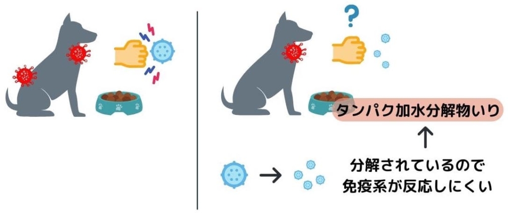 アレルギー食としてのタンパク加水分解物
