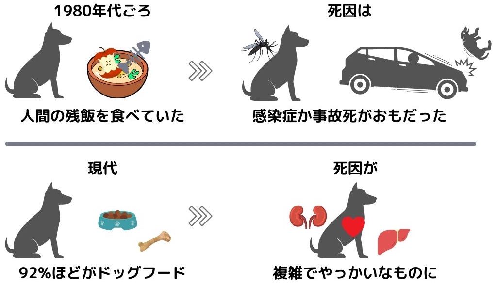 ずっと一緒がいい 愛犬を長生きさせたいなら食事は 手作り チワワごはん