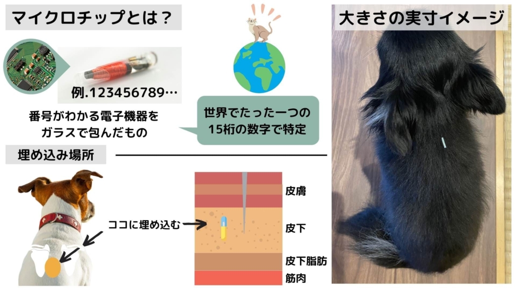 犬猫のマイクロチップの大きさと埋め込み場所について