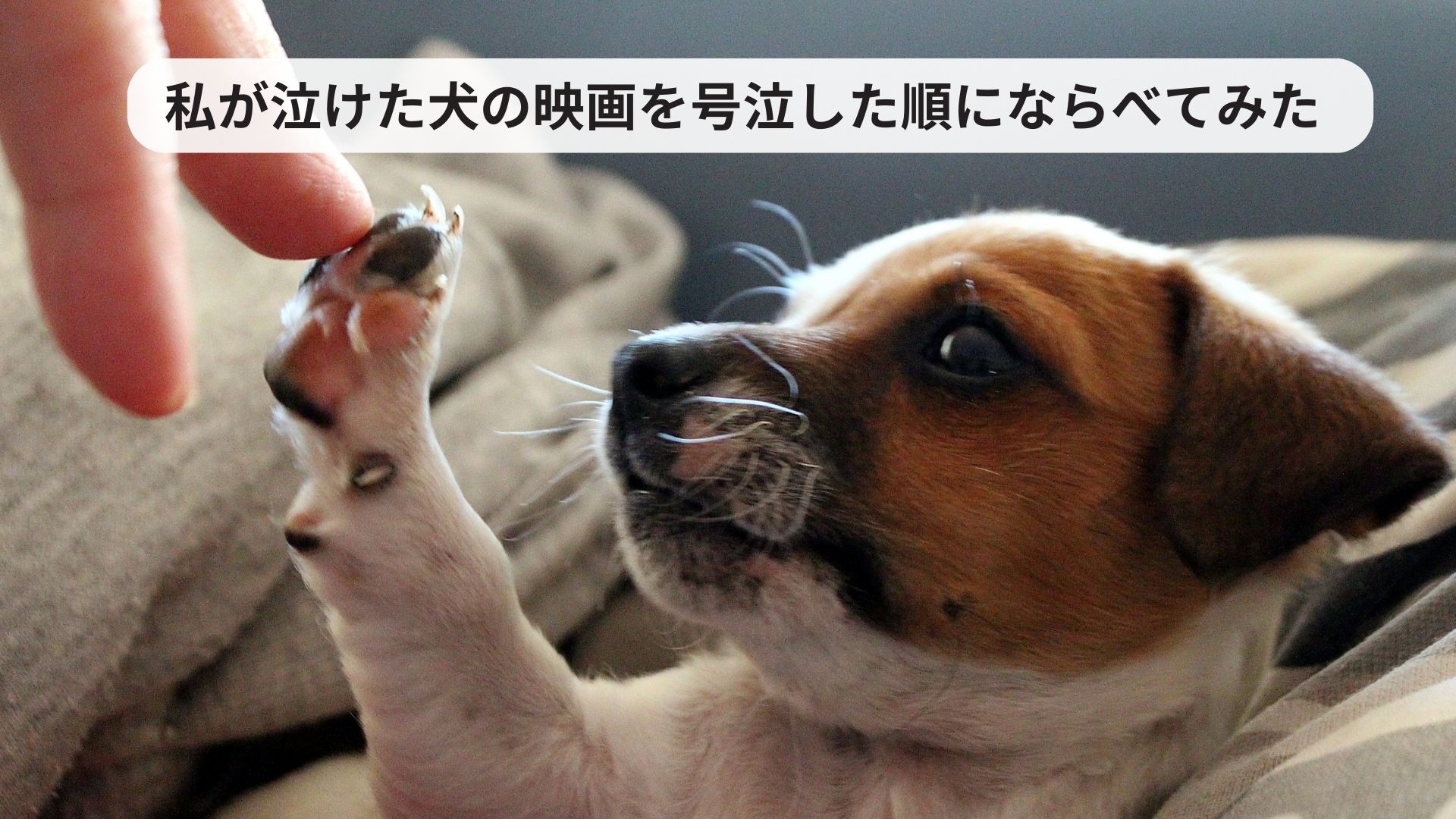犬にあげてもいい食材まとめ チワワごはん