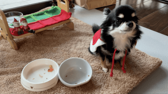 愛犬用クリスマスディナーを食べ終わったチワワ