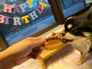 【2023ver】犬用お誕生日プレートを食べているチワワ